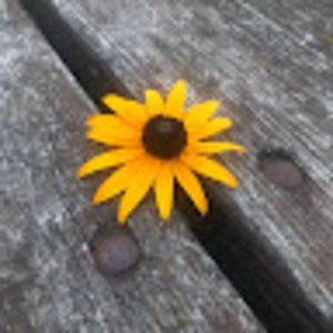 Meet your Posher, Hailey